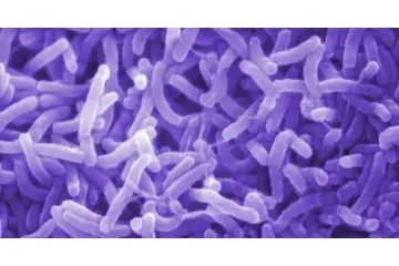 Dizanteri Bulaşıcı mı?